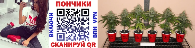 Канабис конопля Павлово